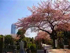 中日殡葬文化交流之日本墓地历史变迁