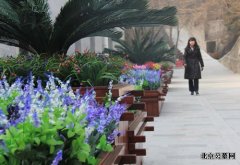 八达岭陵园设计师卓丹丹：让冬季的陵园“鲜花绽放”