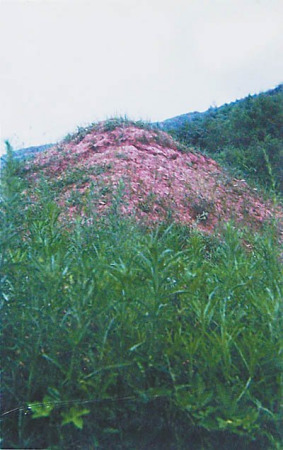 “文革”过后,张季鸾墓原有建筑荡然无存,连遗体所在的“土包”,也只剩下了半个。张季鸾新闻研究会供图 “文革”过后,张季鸾墓原有建筑荡然无存,连遗体所在的“土包”,也只剩下了半个。张季鸾新闻研究会供图