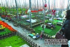宠物豪华墓地费用也过万