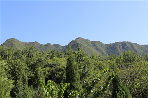 景仰园风景