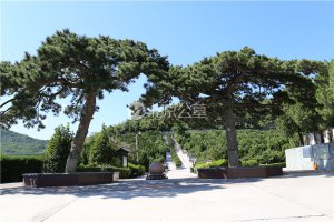大树景观