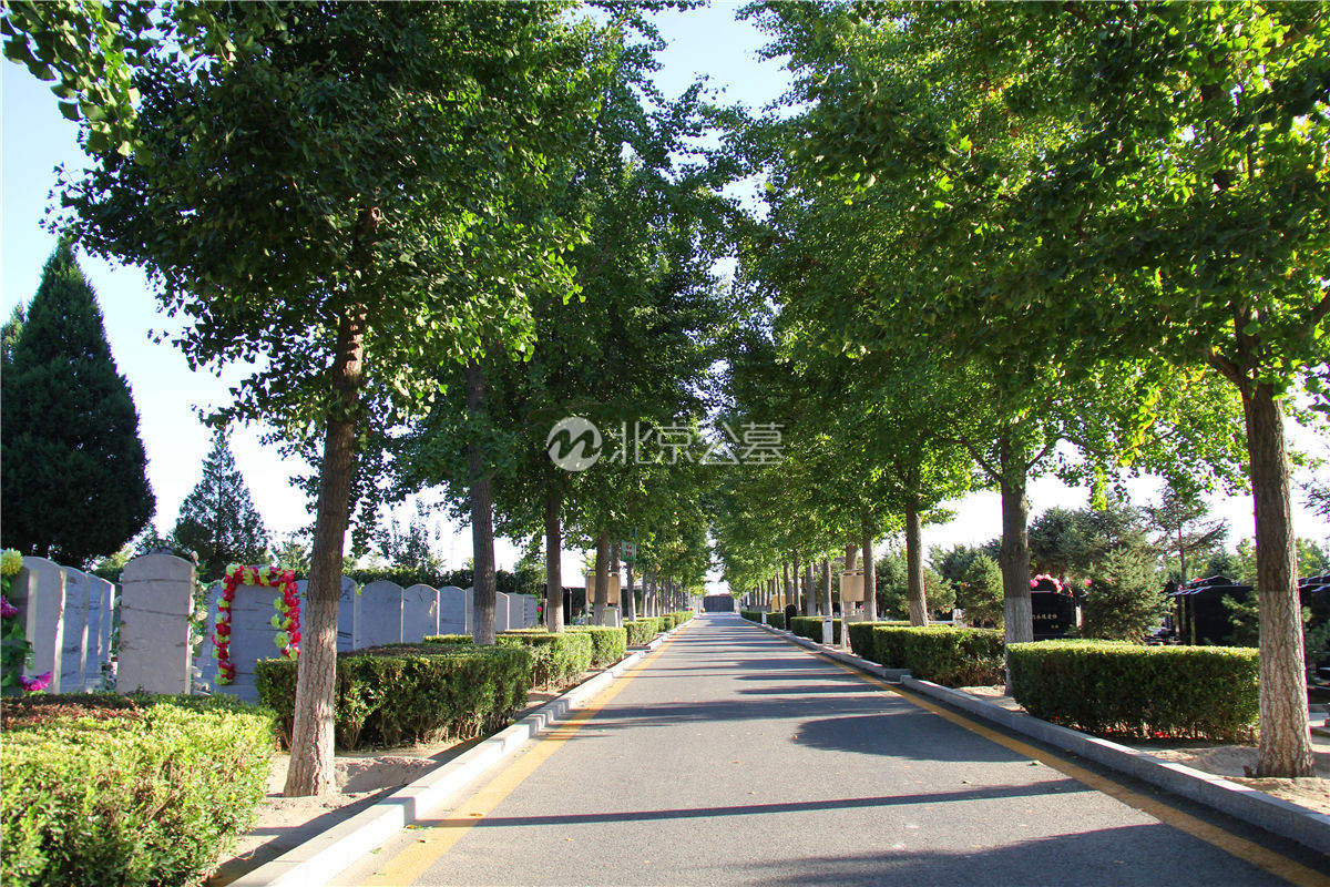 墓区小路