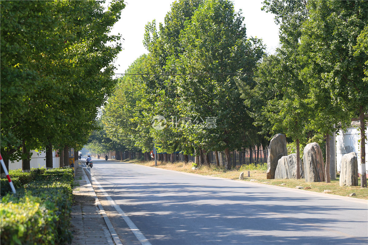墓区主路