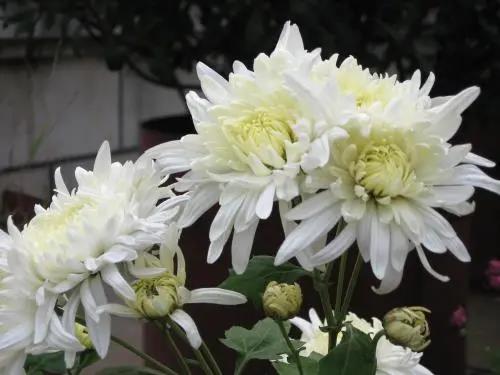 白菊