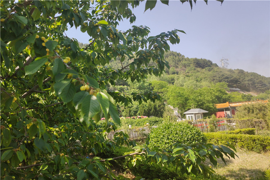 绿树