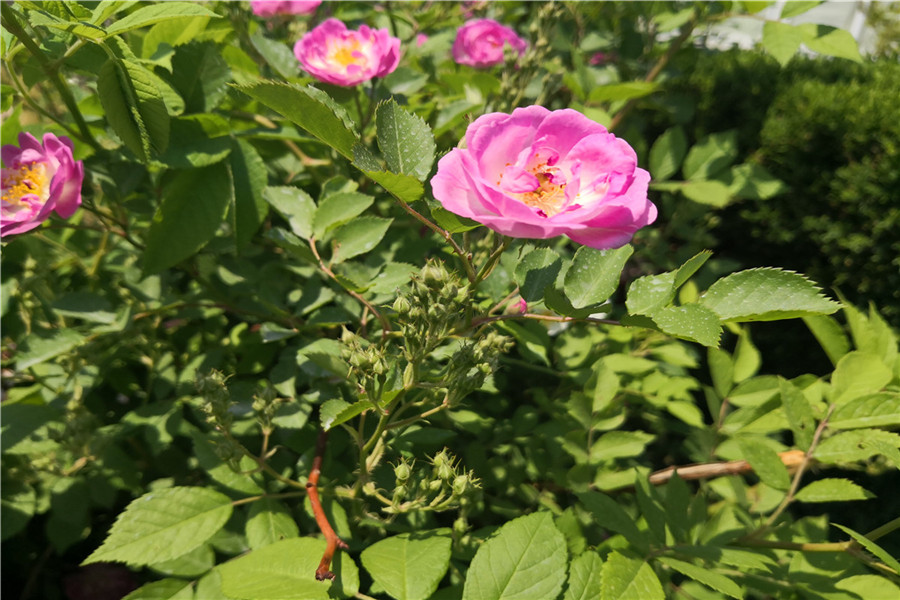 花景观