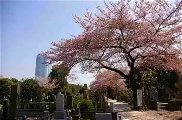 位于东京市中心的青山灵园
