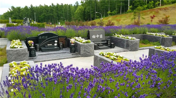 北海道泷野灵园薰衣草盛开的季节