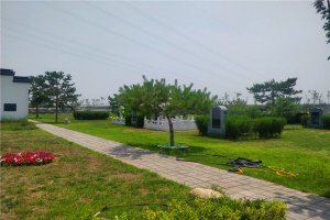 树葬绿地