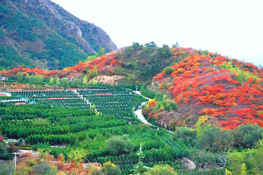 陵园大图风景