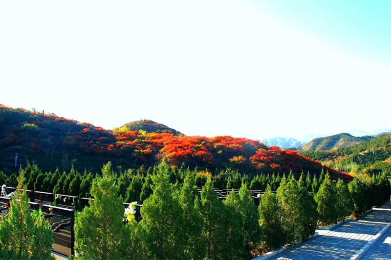 陵园风景