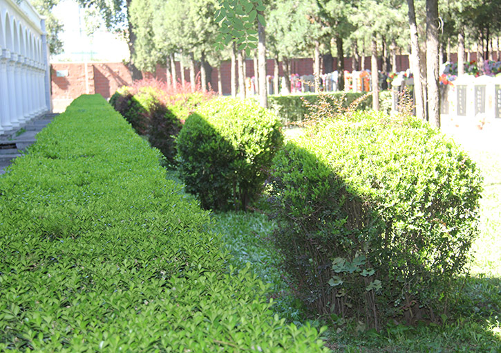 绿化草地