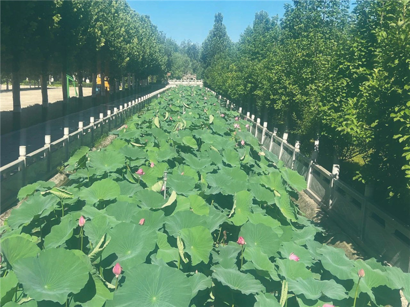 荷花