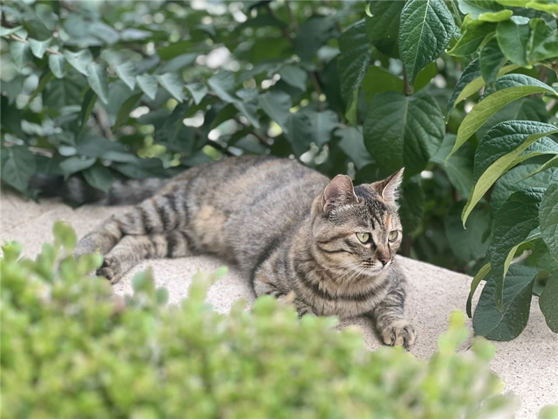 猫儿闲庭信步