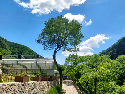 九公山长城纪念林以创新的生态树葬实践,将陵园转化为生命公园