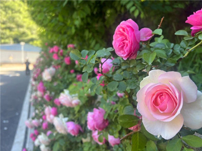 请接收,九公山长城纪念林一封飞跃冬日山野的感谢信