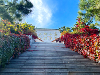 廊坊有哪些树葬墓地呢？位置在哪？价格多少