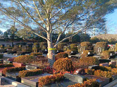 天寿陵园明月园高端树葬：74800元,享独立双穴、南北朝阳花岗岩墓位