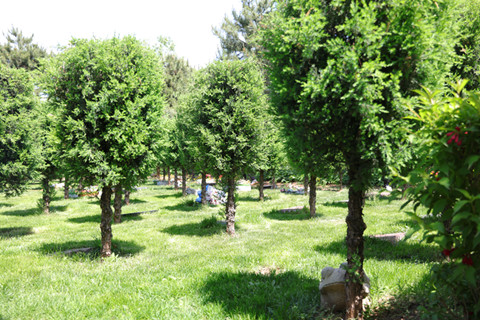 北京周边有哪些价格亲民的树葬墓地？灵山宝塔、清颐园、中华永久、施孝园价格对比