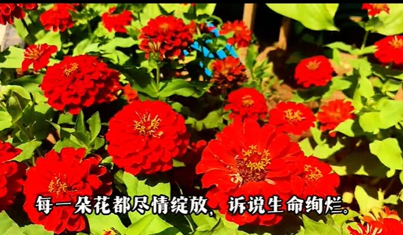 花 花