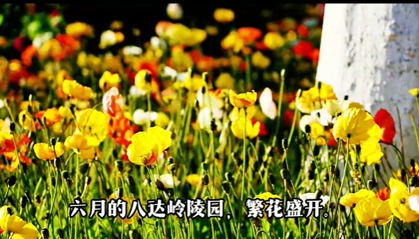 繁花盛开 繁花盛开