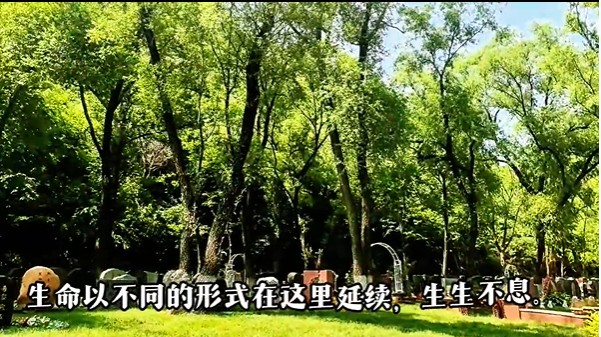 绿化森林 绿化森林