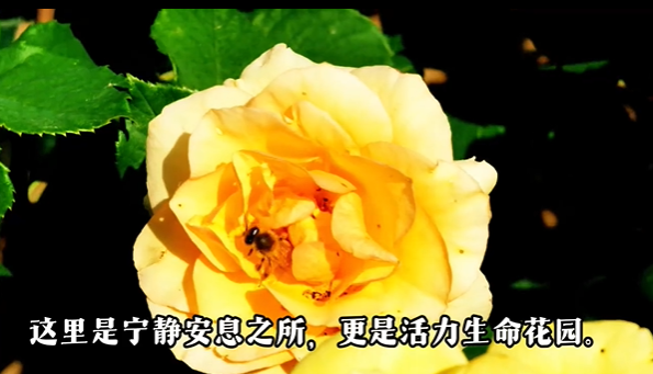 花朵 花朵