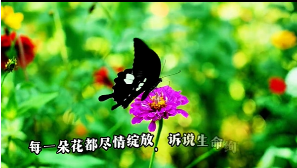蝴蝶 蝴蝶