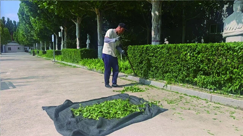 绿化修剪
