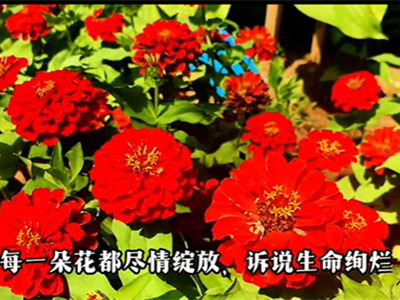 六月,赴一场八达岭陵园的繁花之约