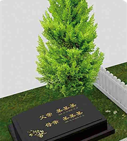 树葬 树葬