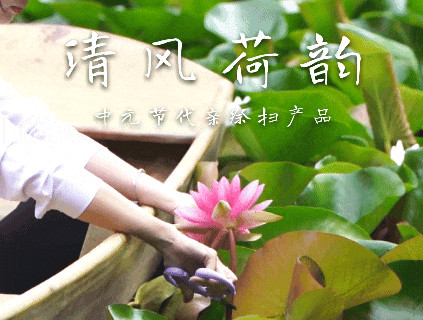 清风荷韵 清风荷韵